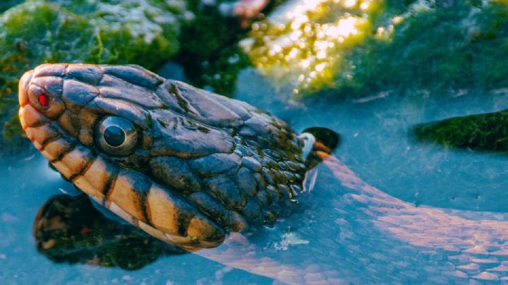 Conoce la mítica serpiente que cuida los Cenotes en Yucatán: si la ves, puede tener un significado