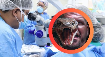 El veneno de esta serpiente podría dejarte ciego; solo necesita escupirte