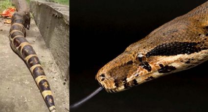 Dos enormes boas constrictoras sorprenden a habitantes de un conjunto residencial | VIDEO