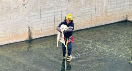 Así puedes denunciar casos de perros abandonados, maltratados o agresivos en Nuevo Laredo