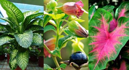 Plantas que son hermosas, pero muy peligrosas para el ser humano