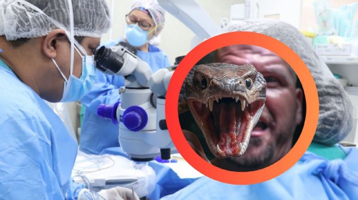 El veneno de esta serpiente podría dejarte ciego; solo necesita escupirte
