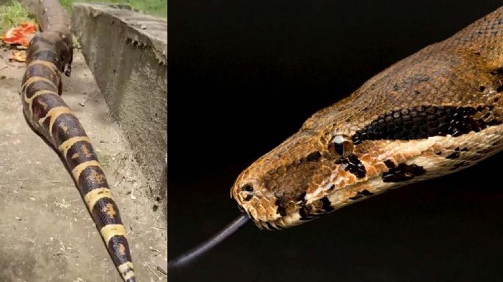 Dos enormes boas constrictoras sorprenden a habitantes de un conjunto residencial | VIDEO
