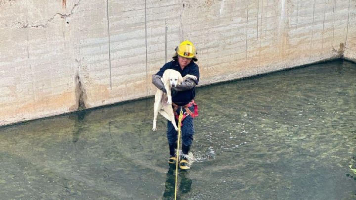 Así puedes denunciar casos de perros abandonados, maltratados o agresivos en Nuevo Laredo