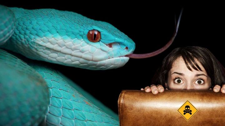 Esta exótica serpiente de ojos rojos y piel azul causaría necrosis en los tejidos de tu cuerpo con su veneno