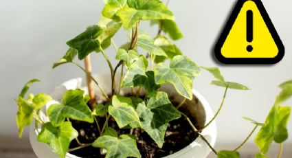 Esta planta decorativa parece inofensiva, pero es muy venenosa; podría lastimarte seriamente