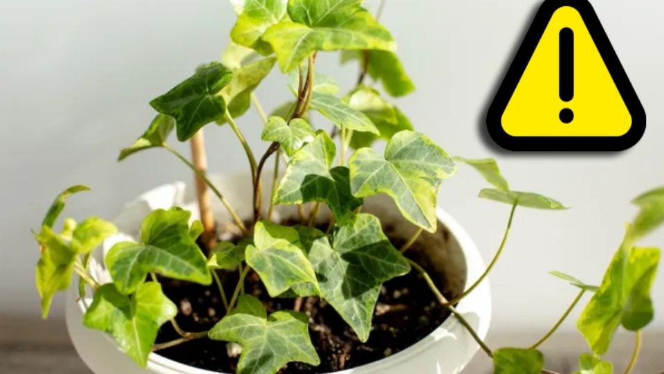 Saber identificar las plantas puede salvarte de una desagradable y hasta peligrosa situación con sus compuestos