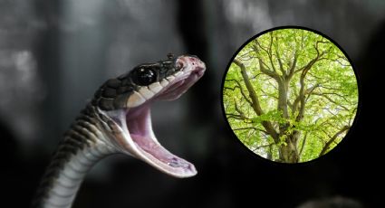 ¿Tienes este árbol en casa?, podría ser un ‘imán’ de serpientes por estas razones