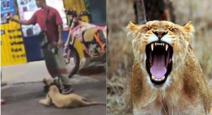 Graban a sujeto paseando a leona en calles de la Ciudad de México | VIDEO