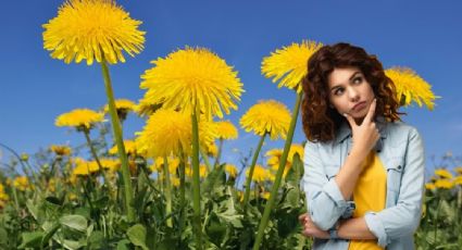 Esta planta tiene propiedades medicinales increíbles; así puedes usarla para depurarte