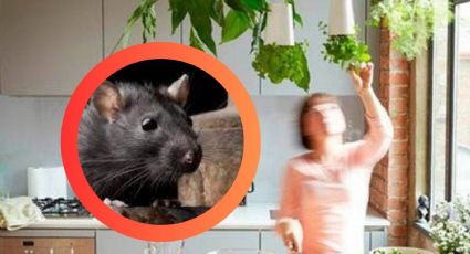 ¡Adiós ratones!, este truco te salvará de usar trampas, solo pon esta planta en tu cocina y ventanas