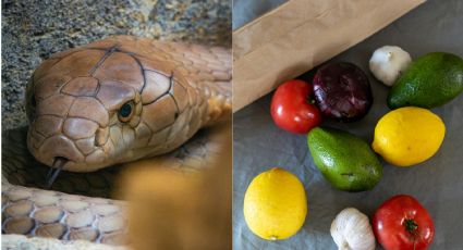 Estos ingredientes de cocina podrían ayudarte a alejar a las serpientes de tu casa