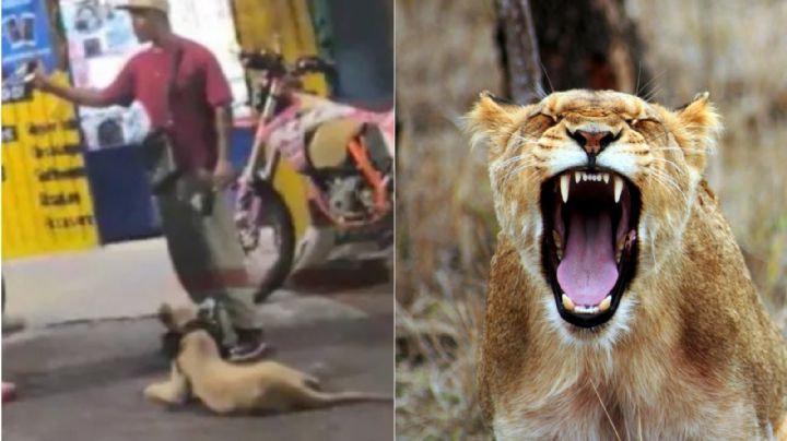 Graban a sujeto paseando a leona en calles de la Ciudad de México | VIDEO