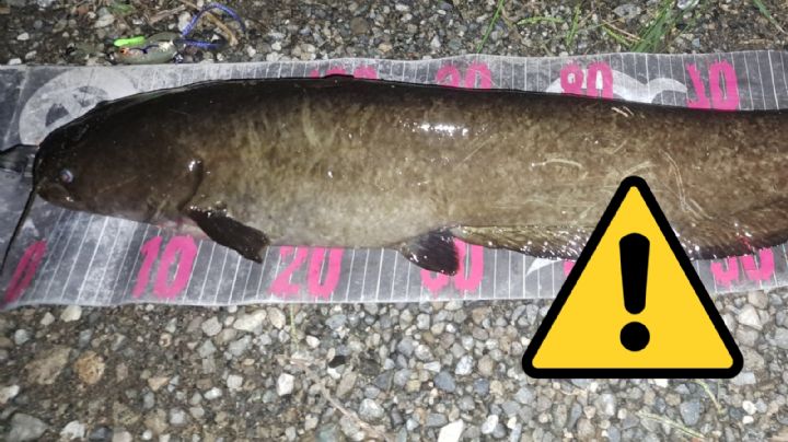 EU alerta por pez cabeza de serpiente que puede ‘caminar’ sobre la tierra; ¿es peligroso?