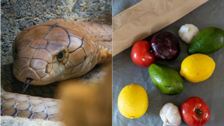 Estos ingredientes de cocina podrían ayudarte a alejar a las serpientes de tu casa