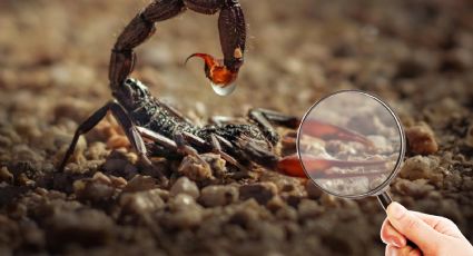 Esto podría atraer a los alacranes para que entren a tu casa; si lo tienes, elimínalo