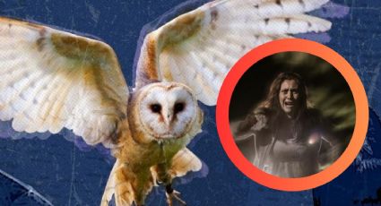 ¿Una lechuza apareció en tu casa?, esto es lo que realmente significa y quizá no es lo que crees