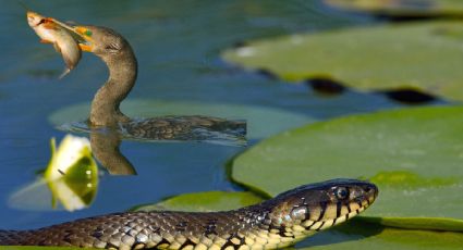 Río Ramos: ¿por qué este popular lugar se llama 'Charco de las víboras'?