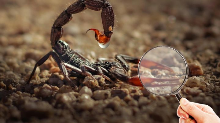 Esto podría atraer a los alacranes para que entren a tu casa; si lo tienes, elimínalo