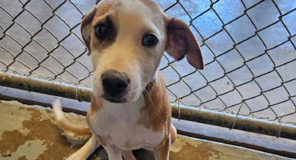 Policía de Laredo invita a laredenses a que adopten un perro o gato