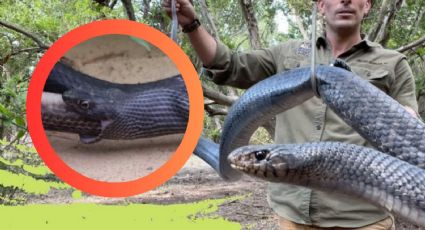 Estas serpientes devoran a otras; ¿podrían ser la inesperada salvación para miles de aves?