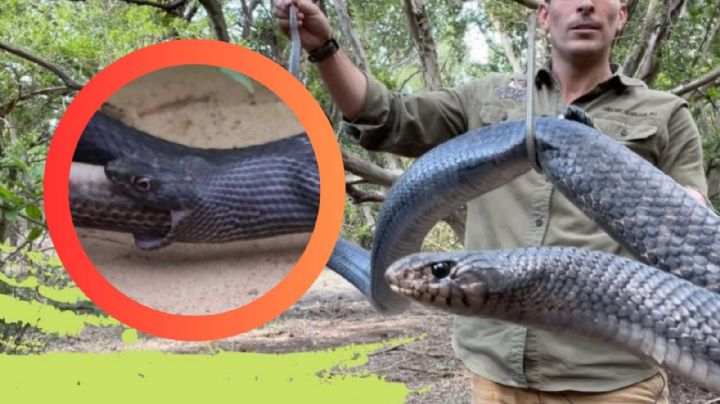 Estas serpientes devoran a otras; ¿podrían ser la inesperada salvación para miles de aves?