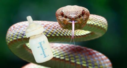 ¿Es verdad que la serpiente alicante se mete en las casas en busca de leche materna?