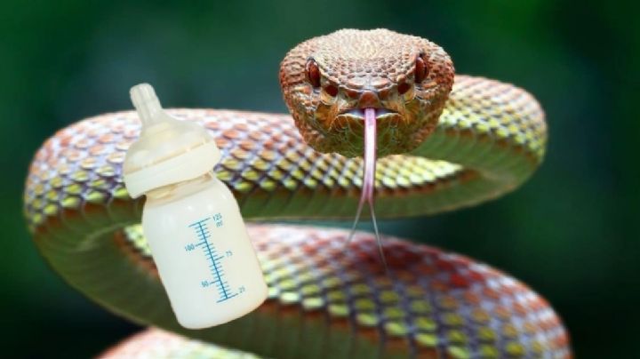 ¿Es verdad que la serpiente alicante se mete en las casas en busca de leche materna?