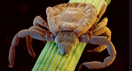 Garrapatas: si dejas una viva después de alimentarse, se hace 5 mil veces más peligrosa