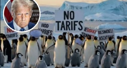 Pingüinos y focas 'pagarán' aranceles del 10 por ciento a Estados Unidos; este es el motivo