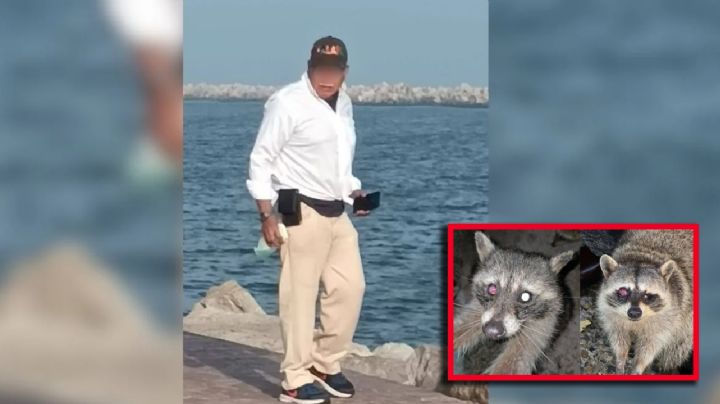 Presunto agresor de mapaches en Miramar se defiende; ‘no le creemos nada’, responden activistas