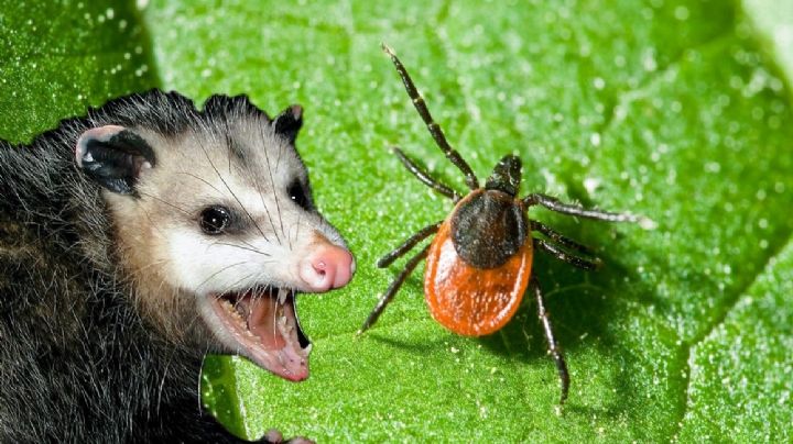 Estos animales pueden 'comerse' las plagas de forma natural; son de gran ayuda para los humanos