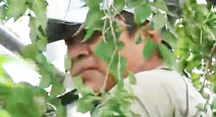 San Antonio, Texas: inmigrante permanece 8 horas arriba de un árbol para evitar ser deportado