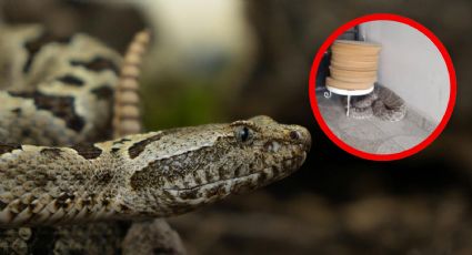 ¿Ya es temporada? Familia encuentra una víbora de cascabel de más de 2 metros en su casa en NL