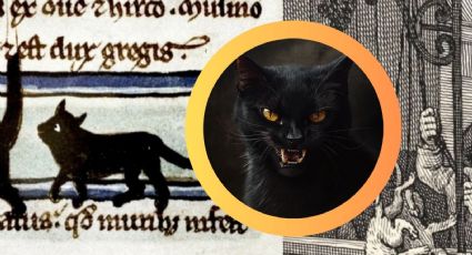 Lo que realmente significa ver un gato negro: ¿buena suerte o maldición?