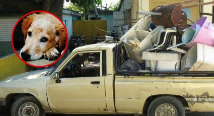 ¿Por qué los perros aúllan con el sonido del fierro viejo?, esto dicen los expertos