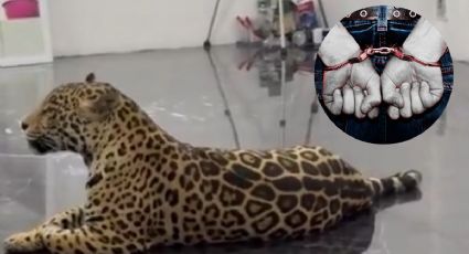 Rescatan un bebé jaguar, lo tenían como mascota y su dueño lo presumía en redes sociales
