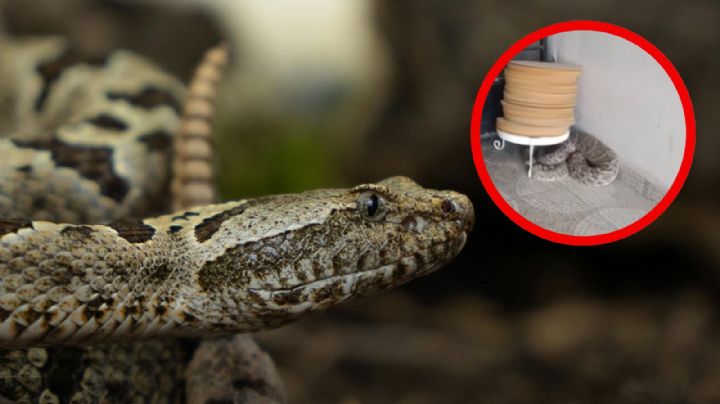 ¿Ya es temporada? Familia encuentra una víbora de cascabel de más de 2 metros en su casa en NL