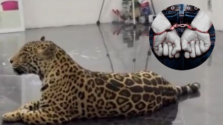 Rescatan un bebé jaguar, lo tenían como mascota y su dueño lo presumía en redes sociales