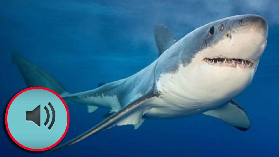 El histórico descubrimiento podrá resolver un misterio más en la forma de cazar e incluso de comunicarse de estos animales acuáticos