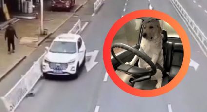 Perro 'al volante' provoca accidente de tránsito y huye del lugar, esto fue lo que pasó | VIDEO