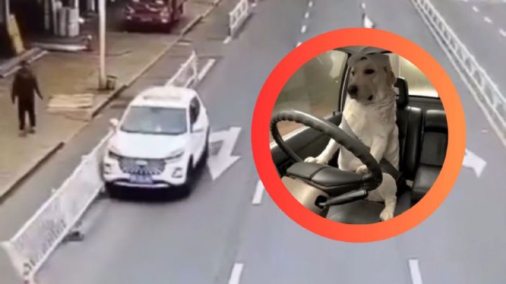 Perro 'al volante' provoca accidente de tránsito y huye del lugar, esto fue lo que pasó | VIDEO