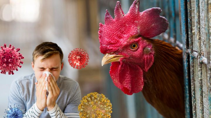 Estos síntomas podrían revelar un posible contagio de gripe aviar en humanos; ¿cómo prevenirlo?