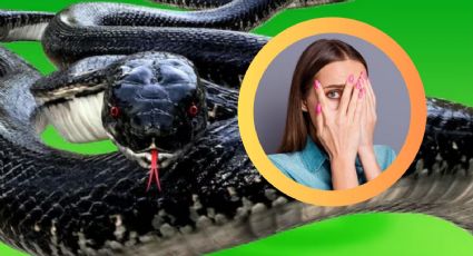 Mordida de serpiente: así luce tu cuerpo en seis horas sin tratamiento; podrías sufrir amputación