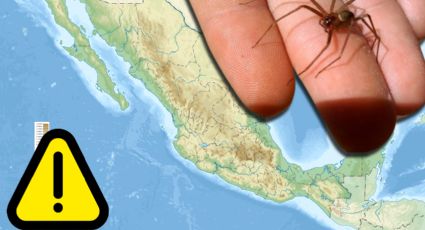 Araña violinista en México: alerta nacional por picaduras mortales y los estados donde acecha