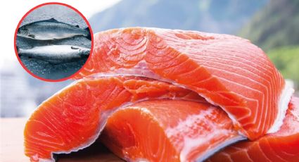 Este pescado es considerado de los más venenosos del mundo; se consume en muchos hogares