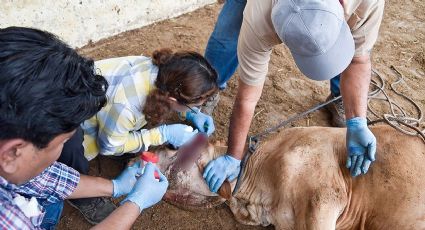 ¡Vacas sin visa!: cierran paso al ganado en la frontera por casos de gusano barrenador