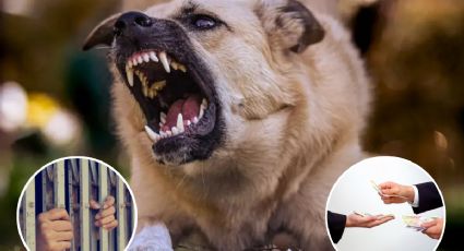 ¿Tu perro mordió a una persona?; esta multa económica deberás pagar o podrías ser arrestado