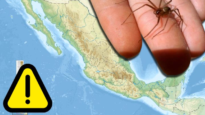 Araña violinista en México: alerta nacional por picaduras mortales y los estados donde acecha