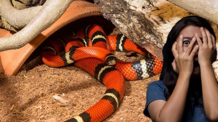 ¿Que tan cerca de Nuevo Laredo habitan los animales más venenosos de México?